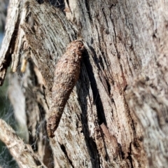 Psychidae (family) IMMATURE (Unidentified case moth or bagworm) at Aranda, ACT - 10 Apr 2022 by KMcCue
