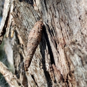 Psychidae (family) IMMATURE at Aranda, ACT - 10 Apr 2022