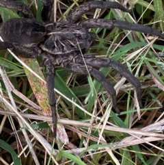 Tasmanicosa sp. (genus) (Unidentified Tasmanicosa wolf spider) at Hughes Grassy Woodland - 9 Apr 2022 by KL