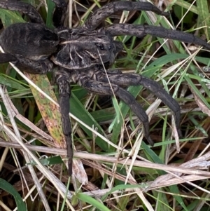 Tasmanicosa sp. (genus) at Hughes, ACT - 10 Apr 2022