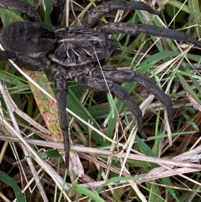Tasmanicosa sp. (genus) (Unidentified Tasmanicosa wolf spider) at Hughes, ACT - 9 Apr 2022 by KL