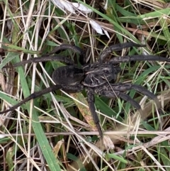 Tasmanicosa sp. (genus) at Hughes, ACT - 10 Apr 2022