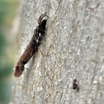 Unidentified Other hunting spider at Aranda, ACT - 9 Apr 2022 by KMcCue