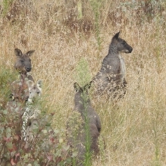 Osphranter robustus robustus (Eastern Wallaroo) at Bullen Range - 10 Apr 2022 by HelenCross