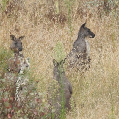 Osphranter robustus robustus (Eastern Wallaroo) at Bullen Range - 10 Apr 2022 by HelenCross