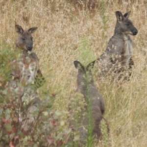 Osphranter robustus robustus at Stromlo, ACT - 10 Apr 2022