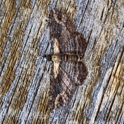 Pasiphilodes testulata (Pome looper) at Aranda, ACT - 10 Apr 2022 by KMcCue