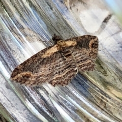 Pasiphilodes testulata at Aranda, ACT - 10 Apr 2022