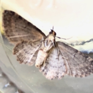 Pasiphilodes testulata at Aranda, ACT - 10 Apr 2022