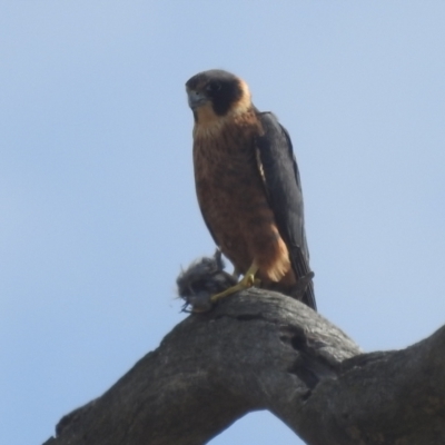 Falco longipennis (Australian Hobby) at Stromlo, ACT - 10 Apr 2022 by HelenCross
