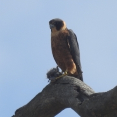 Falco longipennis (Australian Hobby) at Stromlo, ACT - 10 Apr 2022 by HelenCross