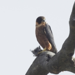 Falco longipennis at Stromlo, ACT - 10 Apr 2022 11:44 AM