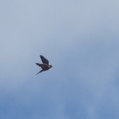 Falco longipennis at Stromlo, ACT - 10 Apr 2022