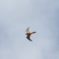 Falco longipennis at Stromlo, ACT - 10 Apr 2022