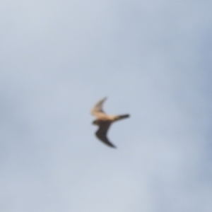 Falco longipennis at Stromlo, ACT - 10 Apr 2022