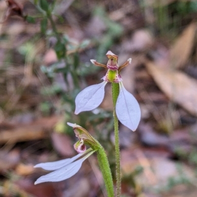 Eriochilus cucullatus (Parson's Bands) at Chiltern-Mt Pilot National Park - 9 Apr 2022 by Darcy