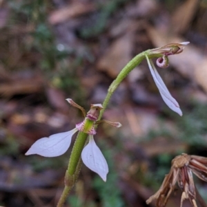 Eriochilus cucullatus at Beechworth, VIC - 9 Apr 2022