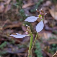 Eriochilus cucullatus at Beechworth, VIC - suppressed