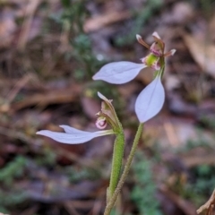 Eriochilus cucullatus at Beechworth, VIC - 9 Apr 2022