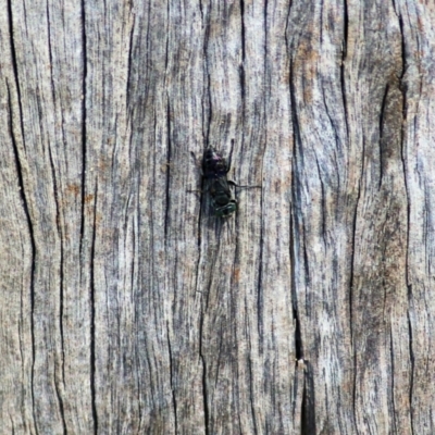 Crabronidae (family) (Sand wasp) at Wodonga - 10 Apr 2022 by KylieWaldon