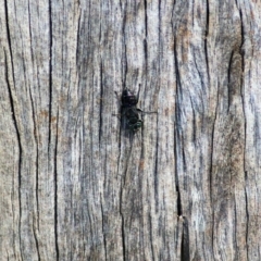 Crabronidae (family) (Sand wasp) at West Wodonga, VIC - 10 Apr 2022 by KylieWaldon