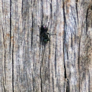 Crabronidae (family) at West Wodonga, VIC - 10 Apr 2022 10:43 AM