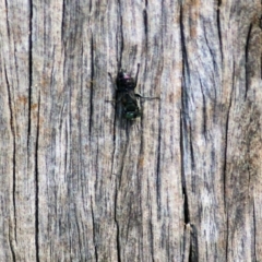 Crabronidae (family) at West Wodonga, VIC - 10 Apr 2022