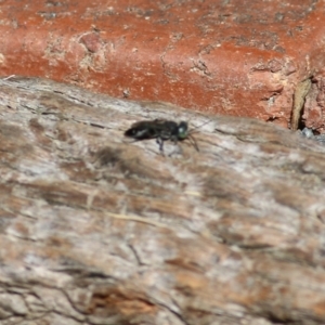 Crabronidae (family) at West Wodonga, VIC - 10 Apr 2022 10:43 AM