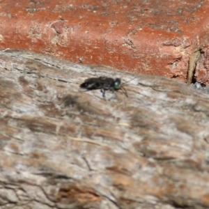 Crabronidae (family) at West Wodonga, VIC - 10 Apr 2022