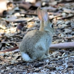 Oryctolagus cuniculus (European Rabbit) at Wodonga - 10 Apr 2022 by KylieWaldon