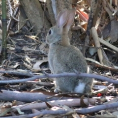 Oryctolagus cuniculus at West Wodonga, VIC - 10 Apr 2022 10:41 AM