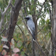 Coracina novaehollandiae (Black-faced Cuckooshrike) at Bullen Range - 10 Apr 2022 by HelenCross