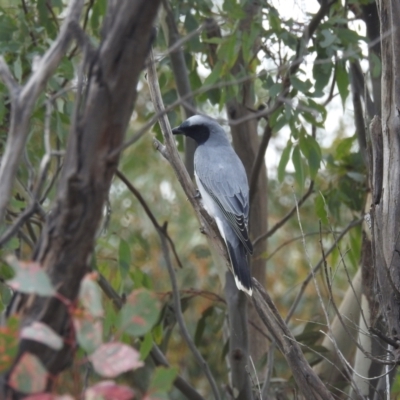 Coracina novaehollandiae (Black-faced Cuckooshrike) at Bullen Range - 10 Apr 2022 by HelenCross