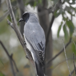 Coracina novaehollandiae at Stromlo, ACT - 10 Apr 2022