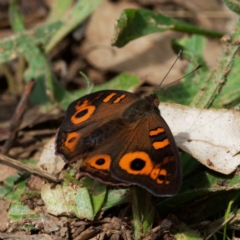 Junonia villida (Meadow Argus) at Pialligo, ACT - 10 Apr 2022 by DPRees125