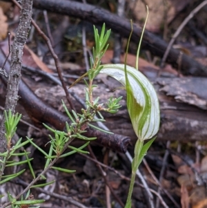 Diplodium ampliatum at Beechworth, VIC - suppressed