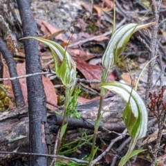 Diplodium ampliatum at Beechworth, VIC - suppressed