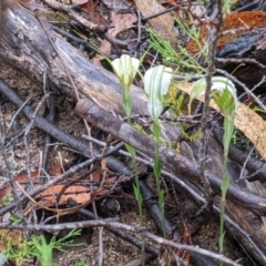 Diplodium ampliatum at Beechworth, VIC - suppressed