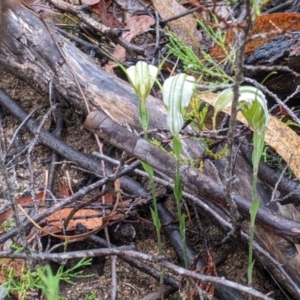 Diplodium ampliatum at Beechworth, VIC - suppressed