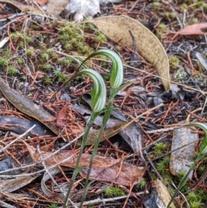 Diplodium ampliatum at Beechworth, VIC - suppressed