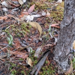 Diplodium ampliatum at Beechworth, VIC - suppressed