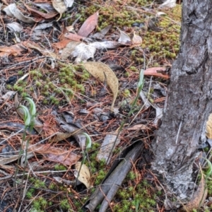 Diplodium ampliatum at Beechworth, VIC - suppressed