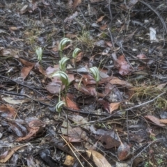 Diplodium ampliatum (Large Autumn Greenhood) at Chiltern-Mt Pilot National Park - 9 Apr 2022 by Darcy