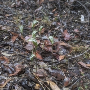 Diplodium ampliatum at Beechworth, VIC - suppressed