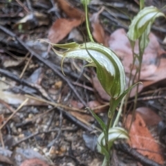 Diplodium ampliatum at Beechworth, VIC - 9 Apr 2022