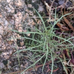 Isotoma axillaris (Australian Harebell, Showy Isotome) at Beechworth, VIC - 9 Apr 2022 by Darcy