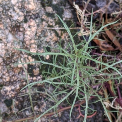 Isotoma axillaris (Australian Harebell, Showy Isotome) at Beechworth, VIC - 9 Apr 2022 by Darcy