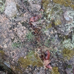 Isotoma axillaris at Beechworth, VIC - 9 Apr 2022