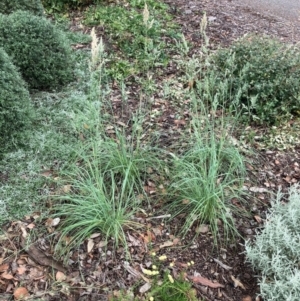 Rytidosperma richardsonii at Campbell, ACT - 6 Jan 2022