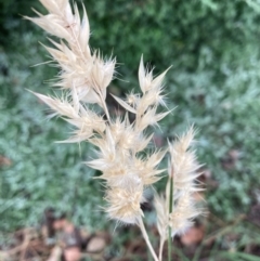 Rytidosperma richardsonii at Campbell, ACT - 6 Jan 2022